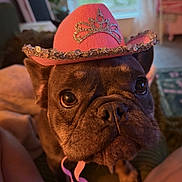 Madeleine is registered to the contest to win money with this photo: animal, brown_dog, close_up, cowboy_hat, cozy, cute, decorative, dog, ears, eyes, face, french_bulldog, hat, indoor, looking_up, nose, pet, pink_hat, sparkly, warm_lighting