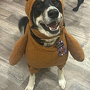 Jonah joined the competition — help win amazing prizes! dog, costume, bear_costume, smiling, happy, indoor, wooden_floor, pet, black_and_white_dog, clothing, animal, standing, tag, cute, playful, two_dogs, canine, fur, domestic_animal, friendly
