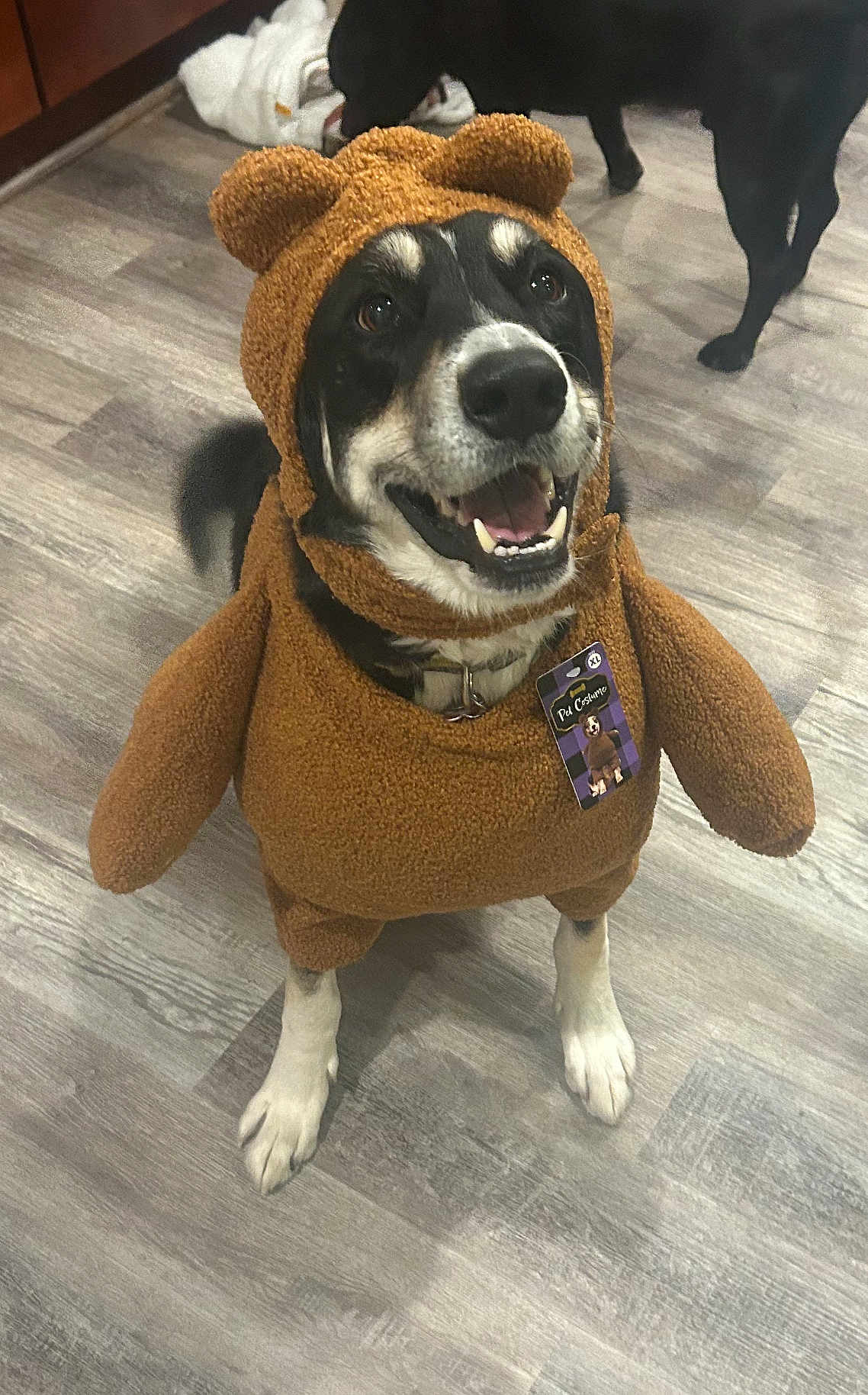 Jonah joined the competition — help win amazing prizes! dog, costume, bear_costume, smiling, happy, indoor, wooden_floor, pet, black_and_white_dog, clothing, animal, standing, tag, cute, playful, two_dogs, canine, fur, domestic_animal, friendly