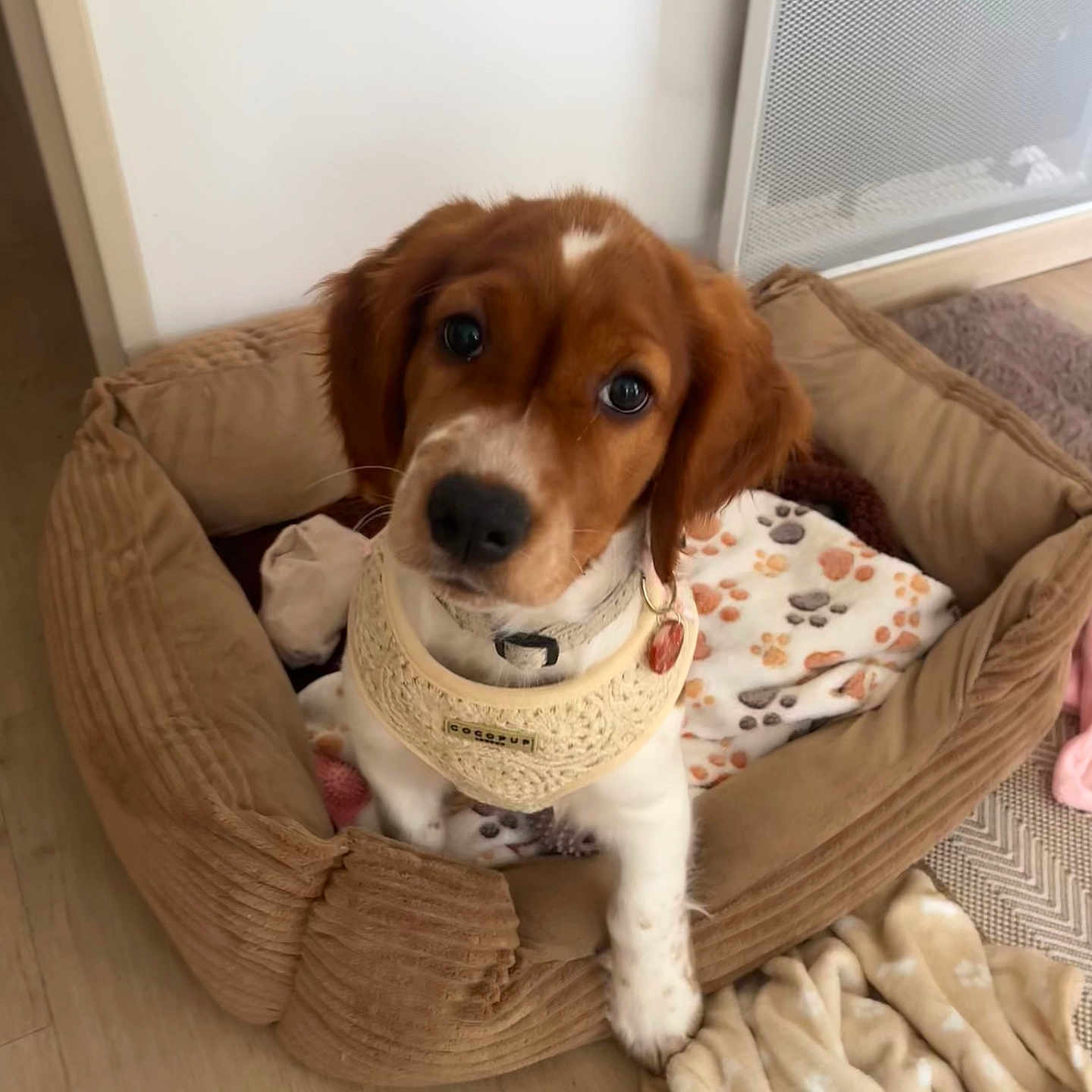 Joy a rejoint le concours — aidez-le/la à gagner de superbes lots ! animal, blanket, brown, canine, collar, cozy, cute, dog, dog_bed, domestic_animal, floor, furry, indoor, looking_up, paw_print, pet, puppy, soft, white, young_dog