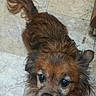 dog, small_dog, long_hair, brown_fur, black_and_brown, fluffy, tail, curled_tail, upright_ears, dark_eyes, black_nose, open_mouth, toothy_grin, looking_at_camera, indoor, tiled_floor, pet, portrait, close_up, adorable