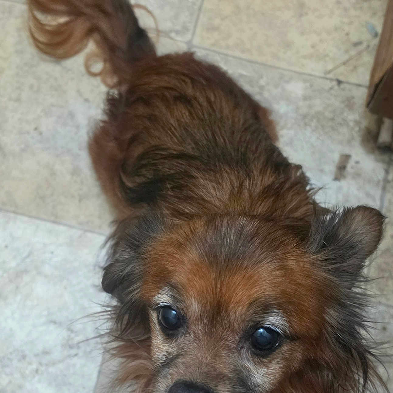 Gordo joined the competition — help win amazing prizes! dog, small_dog, long_hair, brown_fur, black_and_brown, fluffy, tail, curled_tail, upright_ears, dark_eyes, black_nose, open_mouth, toothy_grin, looking_at_camera, indoor, tiled_floor, pet, portrait, close_up, adorable
