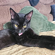 Dodger is registered to the contest to win money with this photo: animal, black_cat, blanket, cat, close_up, couch, cozy, cute, domestic_cat, ears, fur, home, indoor, pet, pillow, playful, relaxed, tongue_out, whiskers, yellow_eyes