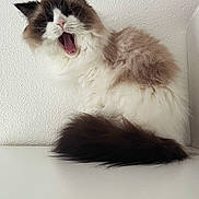 Snow a rejoint le concours — aidez-le/la à gagner de superbes lots ! angora, animal, bodypart, cat, face, hardwood, head, kitten, manx, mouth, person, pet, photography, portrait, siamese, sleeping, snout, teeth, tongue, wood