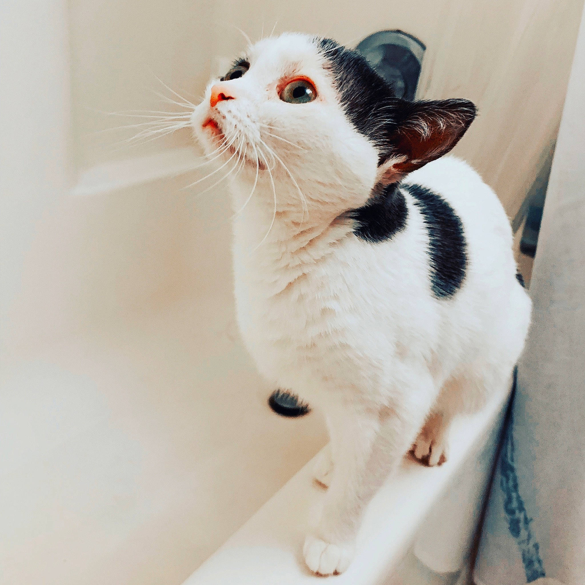 Belly joined the competition — help win amazing prizes! aegean_cat, american_wirehair, carnivore, cat, domestic_short_haired_cat, ear, fawn, felidae, japanese_bobtail, kitten, mammal, small_to_medium_sized_cats, snout, tail, turkish_van, whiskers, white