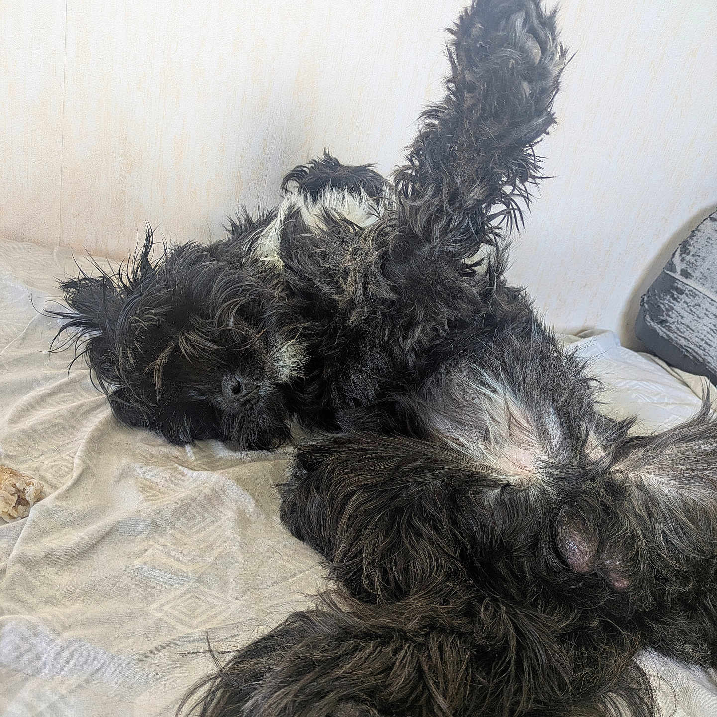 Toby a rejoint le concours — aidez-le/la à gagner de superbes lots ! animal, bed, bedroom, black_dog, canine, comfortable, cute, dog, domestic_animal, fluffy, fur, indoors, lying_down, paw_up, pet, raised_paw, relaxed, resting, sleep, sleepy