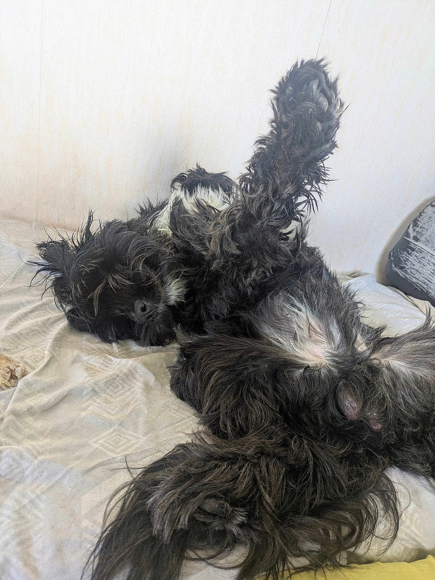 Toby a rejoint le concours — aidez-le/la à gagner de superbes lots ! dog, black_dog, lying_down, paw_up, bed, fur, pet, relaxed, sleepy, indoors, canine, animal, cute, fluffy, resting, raised_paw, bedroom, comfortable, domestic_animal, sleep