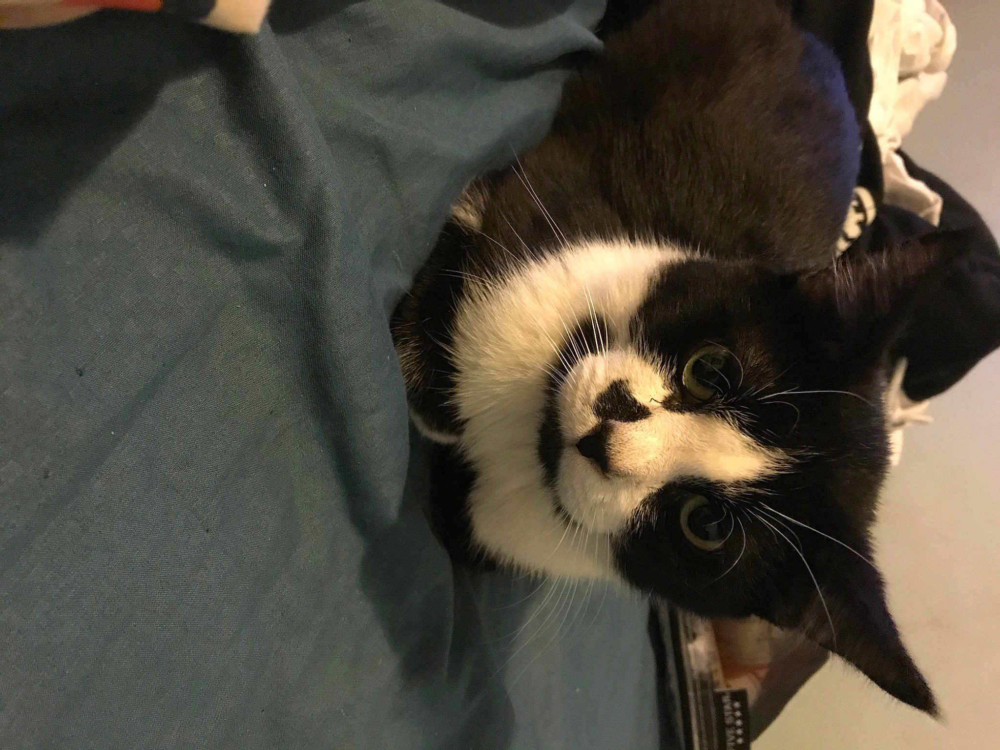 Oreo