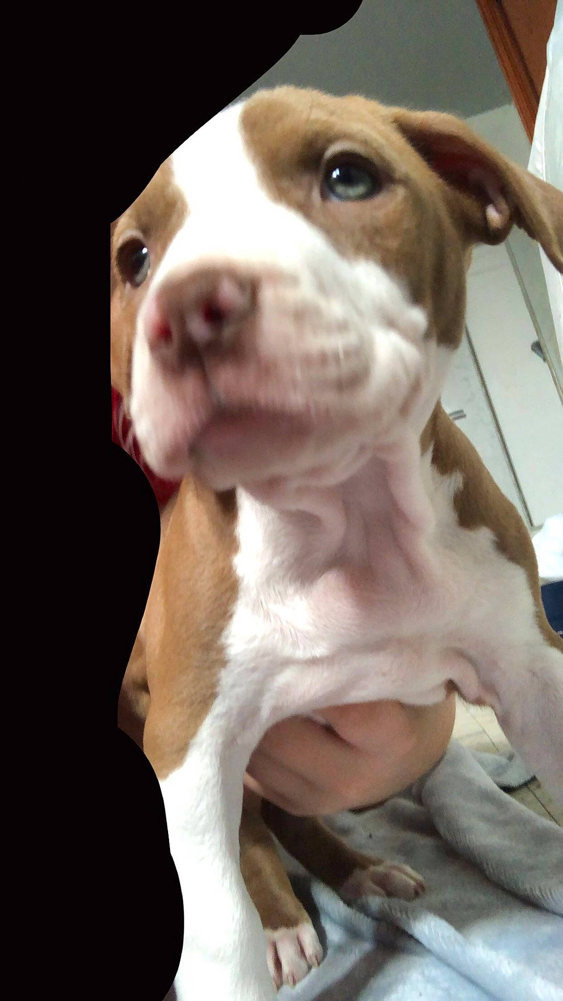 Athena participe au concours pour gagner de l'argent avec cette photo : carnivore, collar, companion_dog, dog, dog_breed, dog_collar, fawn, fur, hunting_dog, liver, non_sporting_group, snout, sporting_group, whiskers, working_animal