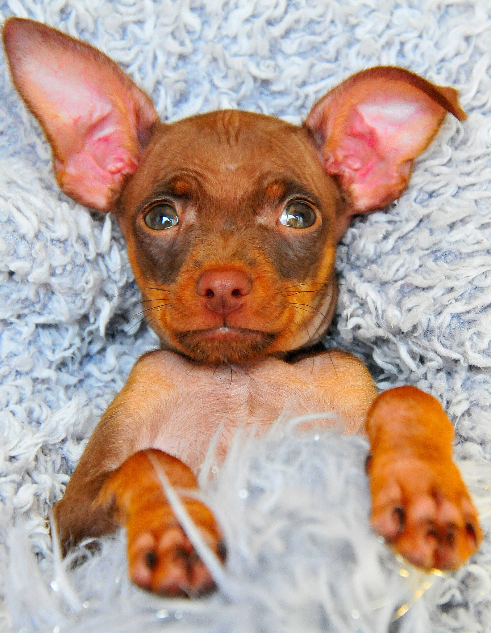 Ricky is registered to the contest to win money with this photo: canidae, carnivore, companion_dog, dog, dog_breed, dog_supply, ear, eye, fawn, fur, grass, head, liver, puppy, snout, sporting_group, terrestrial_animal, toy_dog, whiskers, working_animal