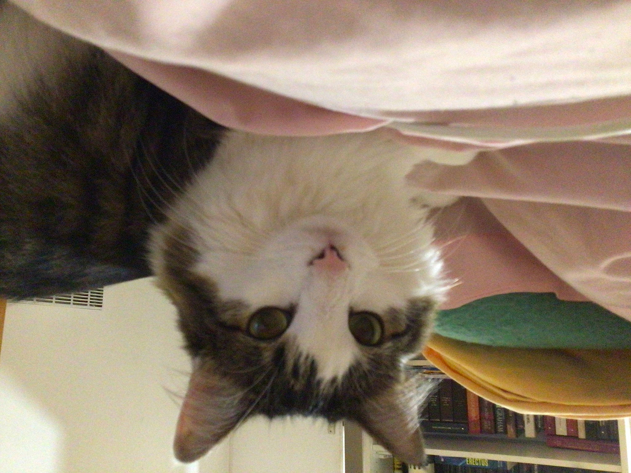 Monty participe au concours pour gagner de l'argent avec cette photo : carnivore, cat, claw, comfort, domestic_short_haired_cat, fang, felidae, fur, paw, petal, plant, small_to_medium_sized_cats, tail, terrestrial_animal, tints_and_shades, whiskers, yawn