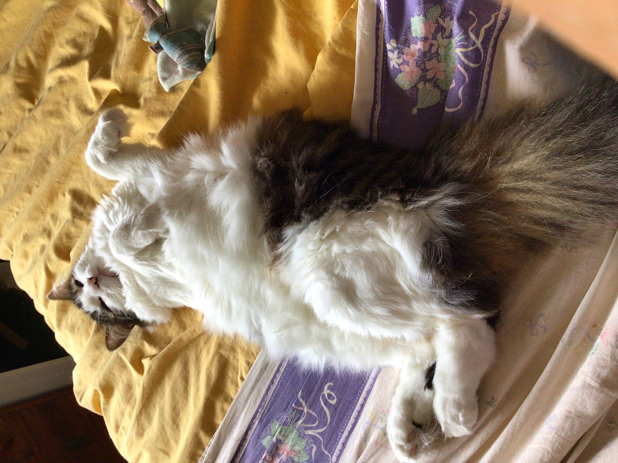 Monty a rejoint le concours — aidez-le/la à gagner de superbes lots ! canidae, carnivore, cat, claw, companion_dog, dog_breed, fashion_accessory, fawn, feather, felidae, fur, linens, paw, small_to_medium_sized_cats, sporting_group, tail, whiskers