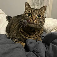 Evie is registered to the contest to win money with this photo: cat, tabby, green_eyes, whiskers, bed, blanket, indoor, feline, pet, curious, fur, cute, resting, cozy, domestic_animal, animal, closeup, portrait, sleepy, soft_lighting