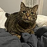cat, tabby, green_eyes, whiskers, bed, blanket, indoor, feline, pet, curious, fur, cute, resting, cozy, domestic_animal, animal, closeup, portrait, sleepy, soft_lighting