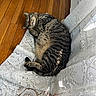 Evie is registered to the contest to win money with this photo: cat, tabby, sleeping, curled_up, lace_curtain, wooden_floor, sunlight, indoor, pet, cozy, relaxed, feline, striped, resting, home, comfortable, cute, animal, nap, soft