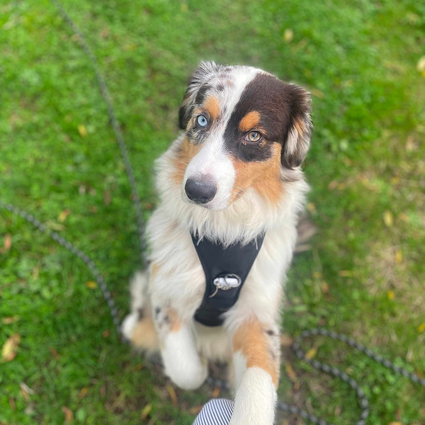 Vulcain a rejoint le concours — aidez-le/la à gagner de superbes lots ! accessories, animal, ball, canine, cockerspaniel, dog, football, grass, hound, husky, lawn, leash, nature, outdoors, pet, plant, puppy, soccer, strap, yard