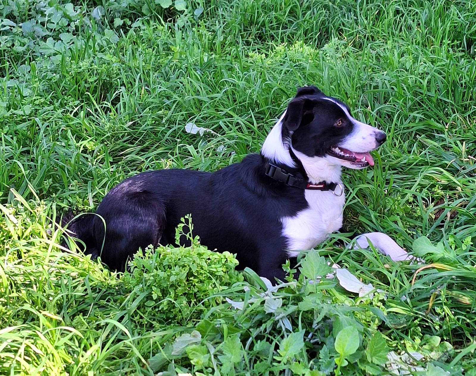 Maximus is registered to the contest to win money with this photo: borador, canidae, carnivore, collar, companion_dog, dog, dog_breed, dog_collar, grass, groundcover, gun_dog, hunting_dog, plant, sporting_group, tail, working_animal, working_dog