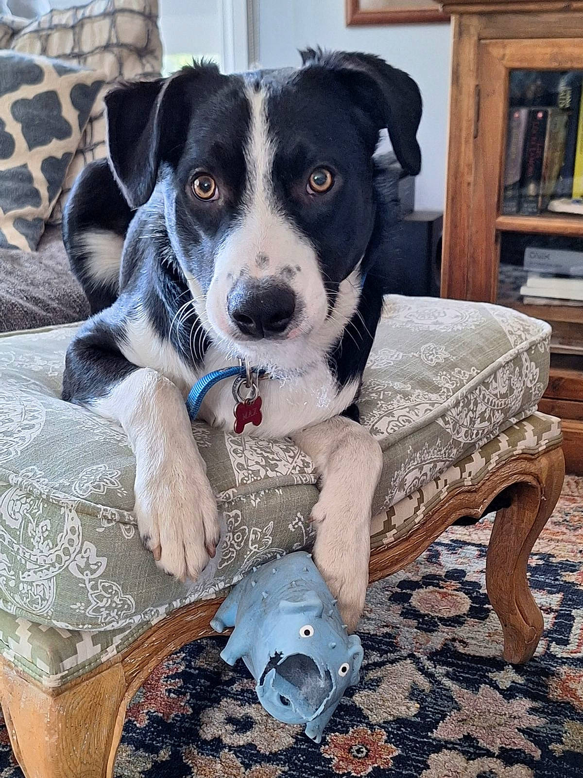 Maximus joined the competition — help win amazing prizes! bookcase, carnivore, chair, collar, comfort, companion_dog, dog, dog_breed, dog_collar, dog_supply, hardwood, living_room, picture_frame, shelf, shelving, sitting, snout, sporting_group, wood, working_animal