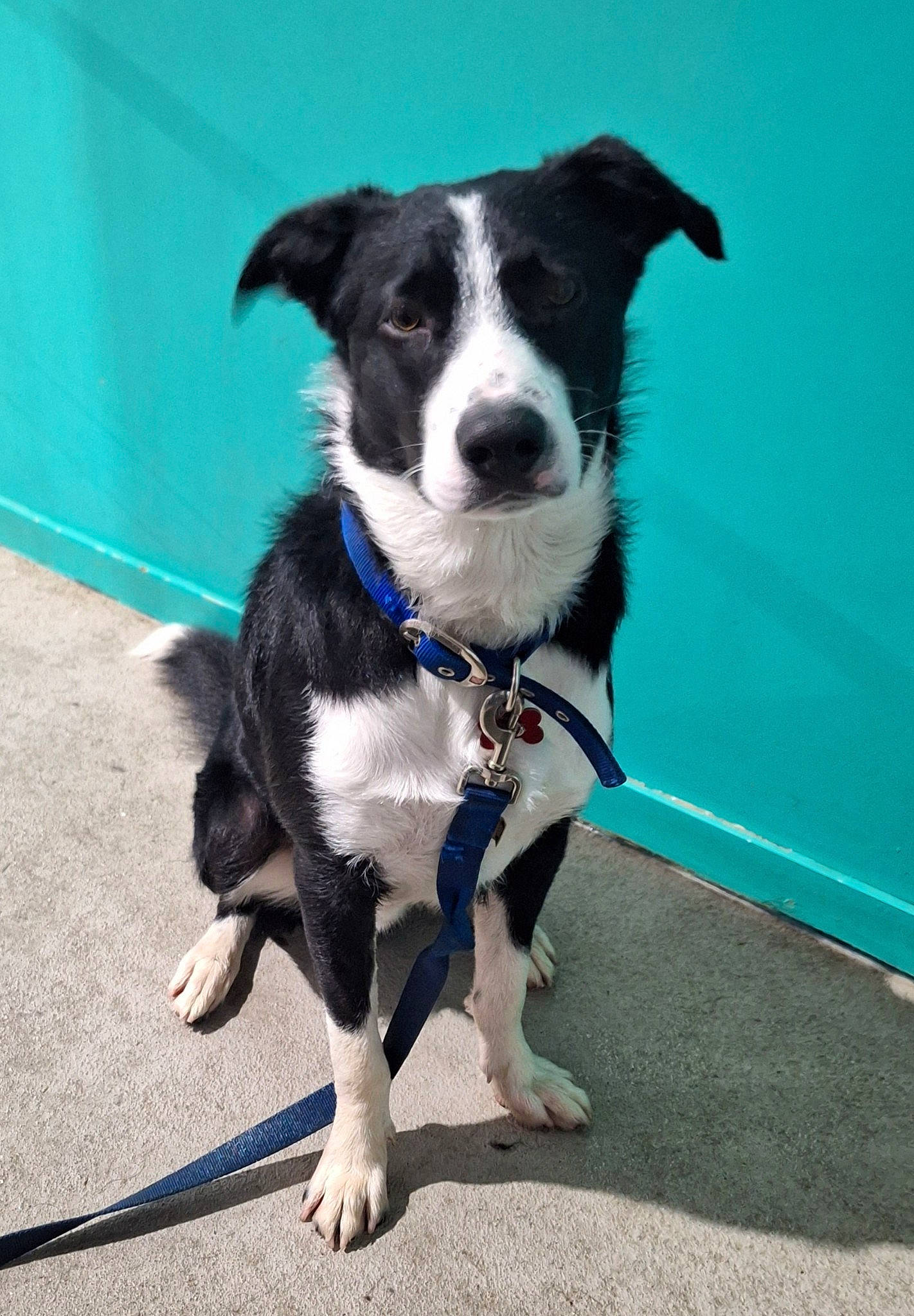 Maximus is registered to the contest to win money with this photo: border_collie, canidae, carnivore, collar, companion_dog, dog, dog_breed, dog_collar, dog_supply, electric_blue, herding_dog, leash, mcnab, puppy, snout, sporting_group, working_animal, working_dog