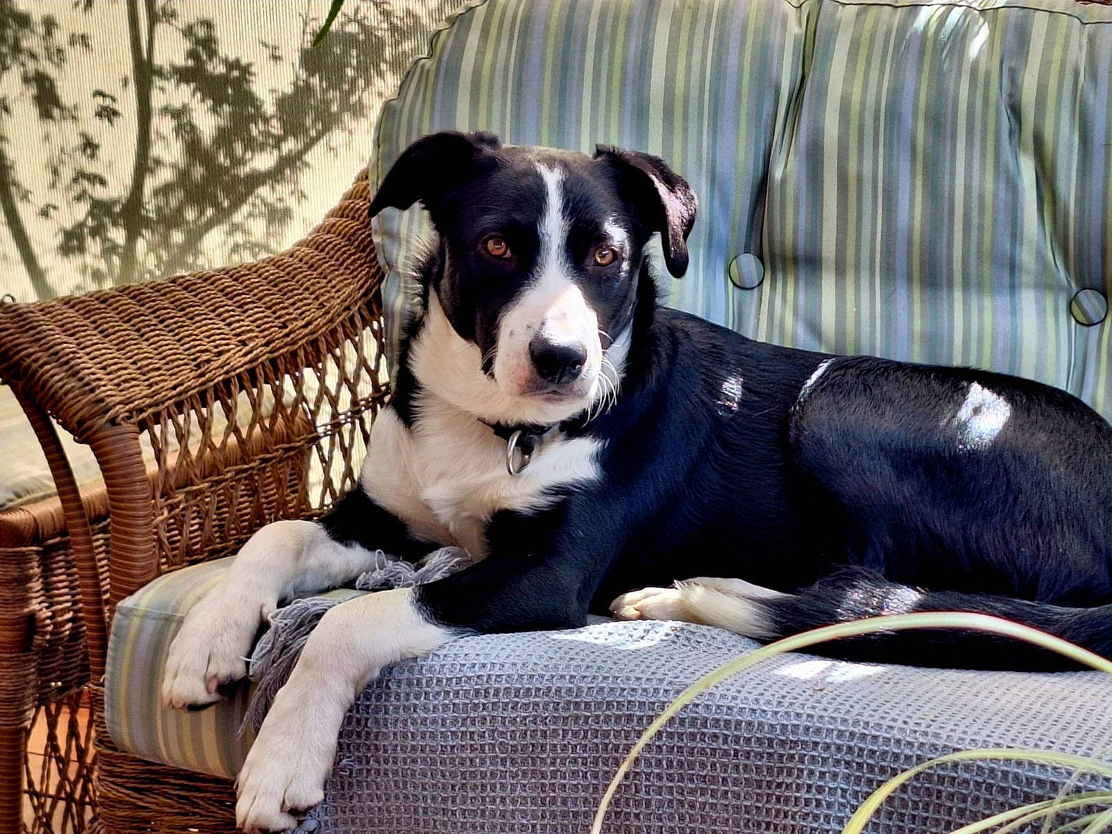 Maximus is registered to the contest to win money with this photo: basket, bored, carnivore, comfort, companion_dog, couch, dog, dog_breed, dog_supply, outdoor_furniture, plant, sitting, snout, sporting_group, terrestrial_animal, wicker, working_animal, working_dog