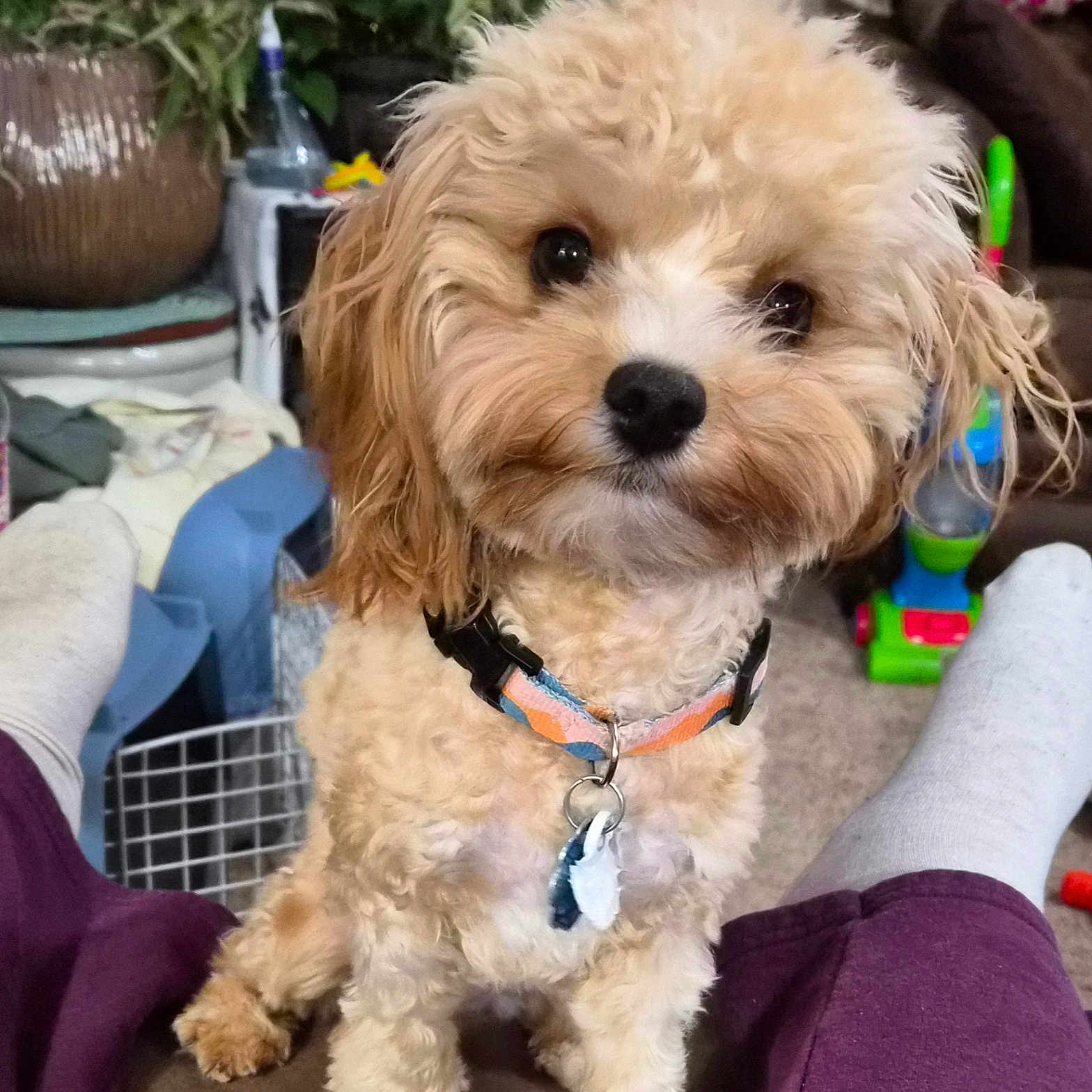 Daisy Daze is registered to the contest to win money with this photo: brown_fur, carpet, closeup, collar, companion, curly_fur, cute, dog, furniture, houseplant, indoor, legs, living_room, person, pet, purple_pants, small_dog, socks, toy, white_fur