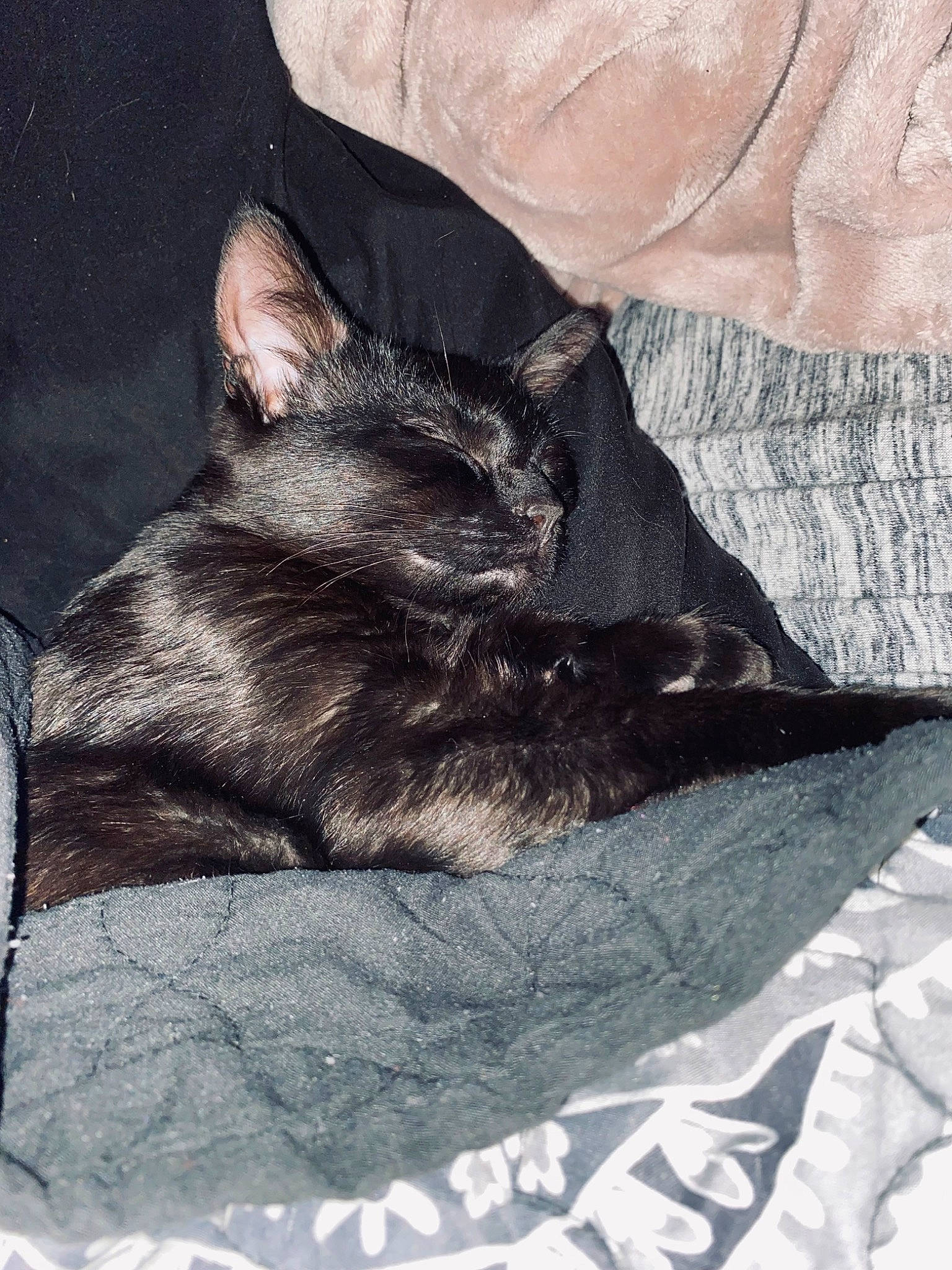 Wednesday joined the competition — help win amazing prizes! black_cat, canidae, carnivore, cat, claw, comfort, dog_breed, domestic_short_haired_cat, felidae, fur, grey, human_leg, leg, linens, paw, small_to_medium_sized_cats, snout, tail, tints_and_shades, whiskers