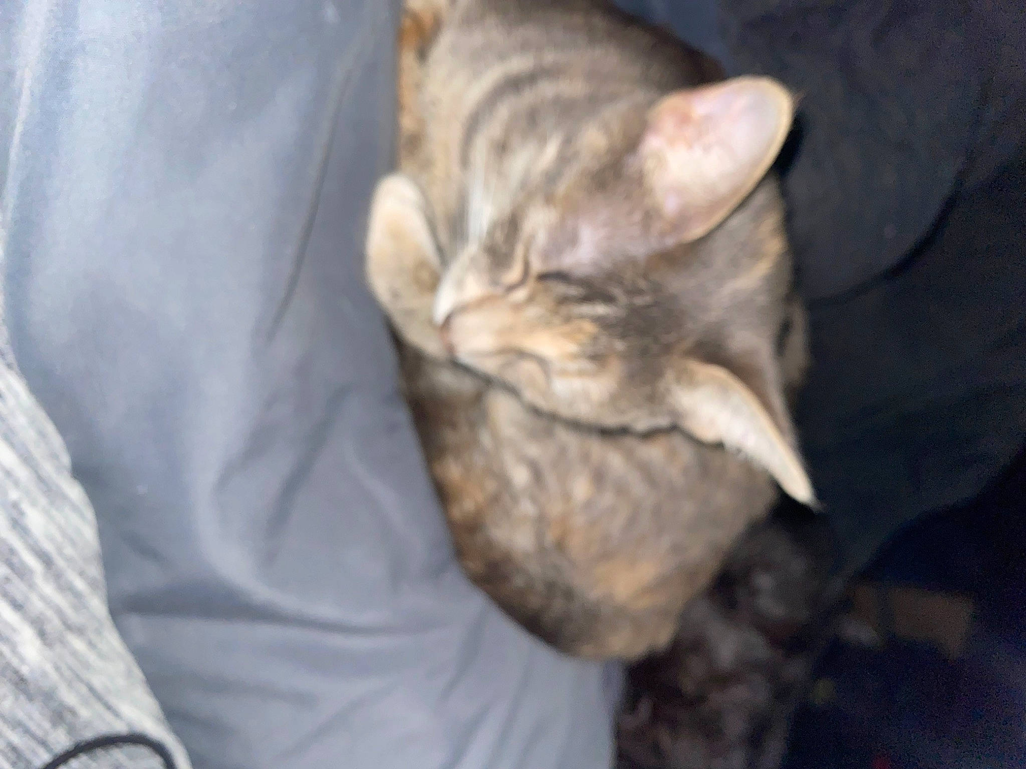 Kiki is registered to the contest to win money with this photo: carnivore, cat, comfort, domestic_short_haired_cat, fawn, felidae, fur, grey, nap, small_to_medium_sized_cats, snout, terrestrial_animal, whiskers, wrinkle