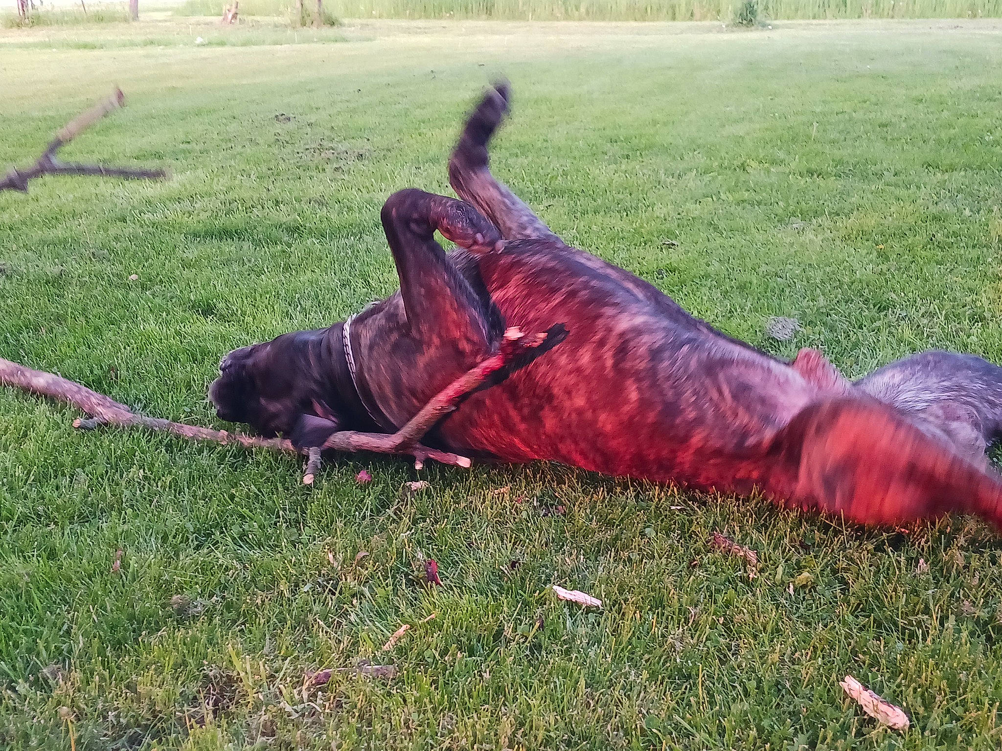 Jax is registered to the contest to win money with this photo: canidae, dog_breed, grass, grass_family, grassland, human_leg, knee, landscape, lawn, leisure, magenta, pasture, plant, sitting, soil, sporting_group, tail, tree, wood, working_animal