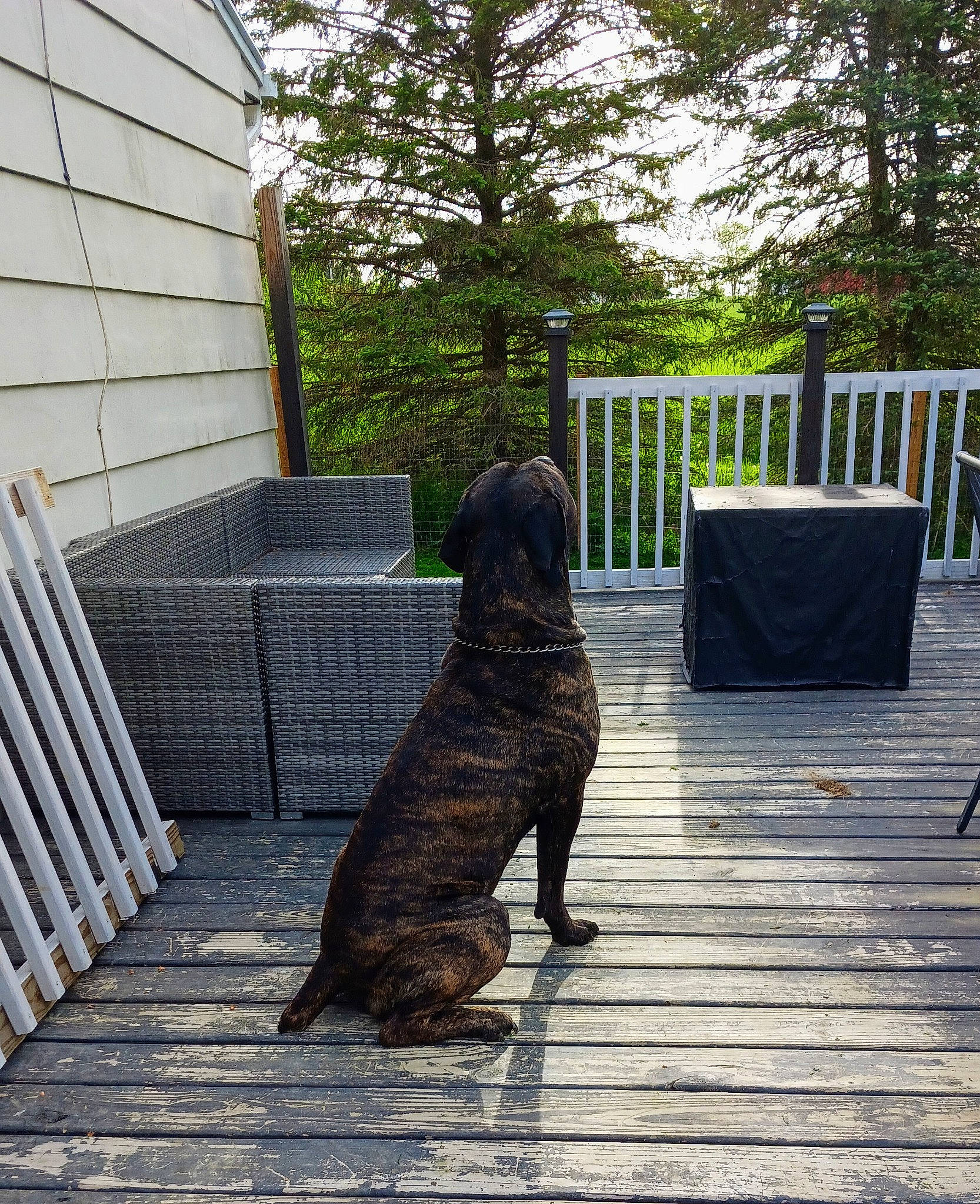 Jax joined the competition — help win amazing prizes! carnivore, collar, companion_dog, dog, dog_breed, fawn, flooring, grass, gun_dog, house, plant, road_surface, shade, sky, snout, sporting_group, tail, tints_and_shades, tree, wood