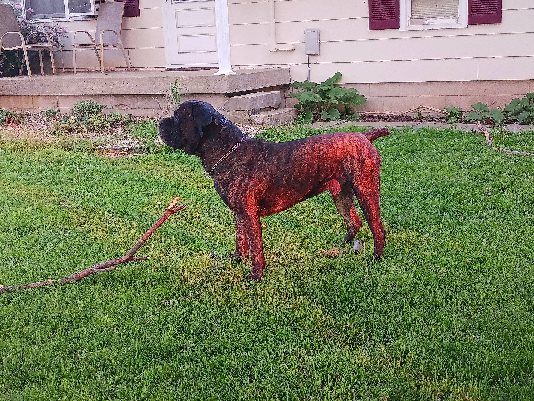 Jax is registered to the contest to win money with this photo: art, brick, brickwork, canidae, carnivore, chair, companion_dog, dog, dog_breed, dog_supply, fawn, grass, groundcover, liver, plant, snout, sporting_group, tail, window, working_animal
