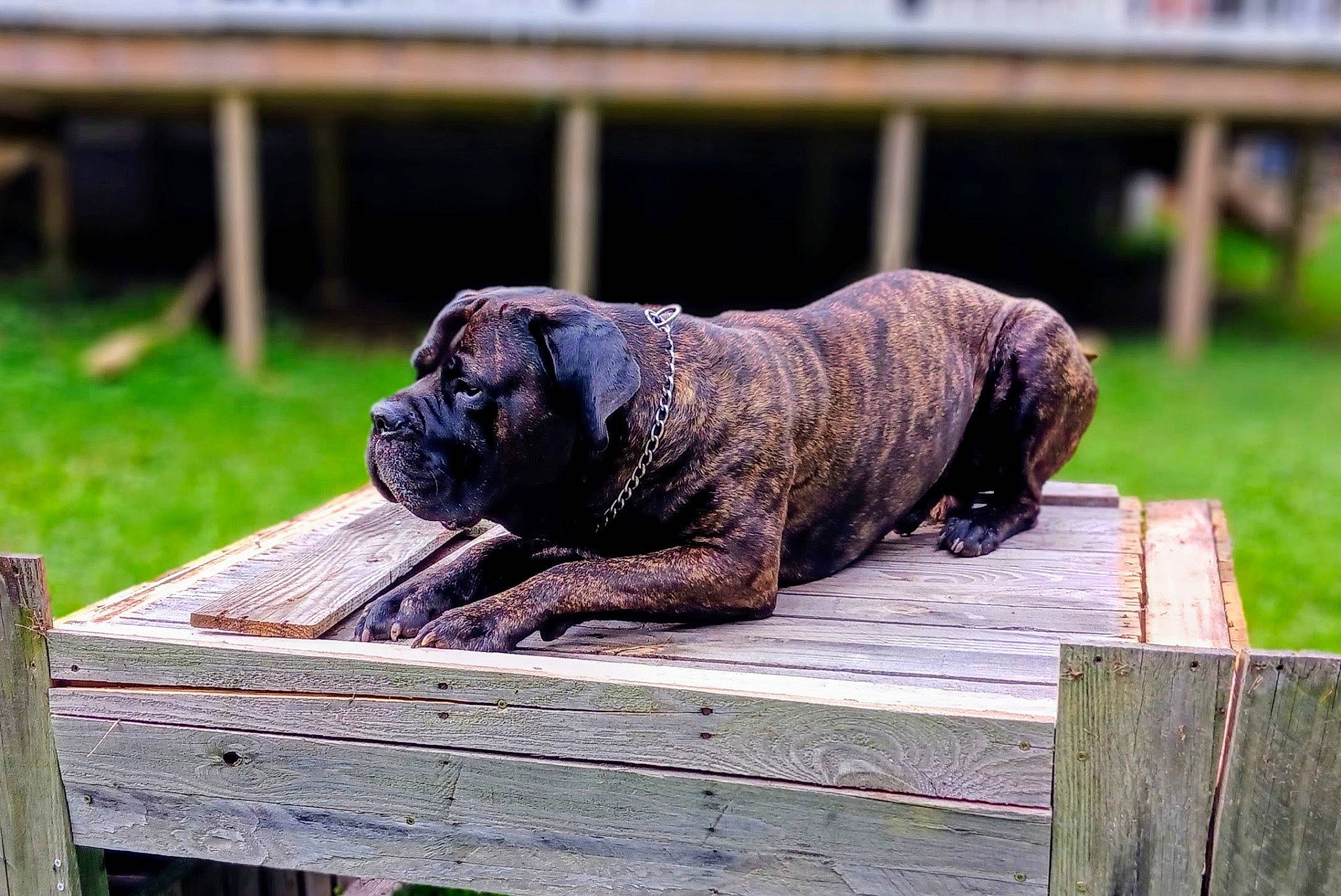Jax is registered to the contest to win money with this photo: art, canidae, carnivore, companion_dog, dog, dog_breed, fawn, grass, guard_dog, mammal, metal, pug, snout, sporting_group, tail, terrestrial_animal, toy_dog, water, wood, wrinkle