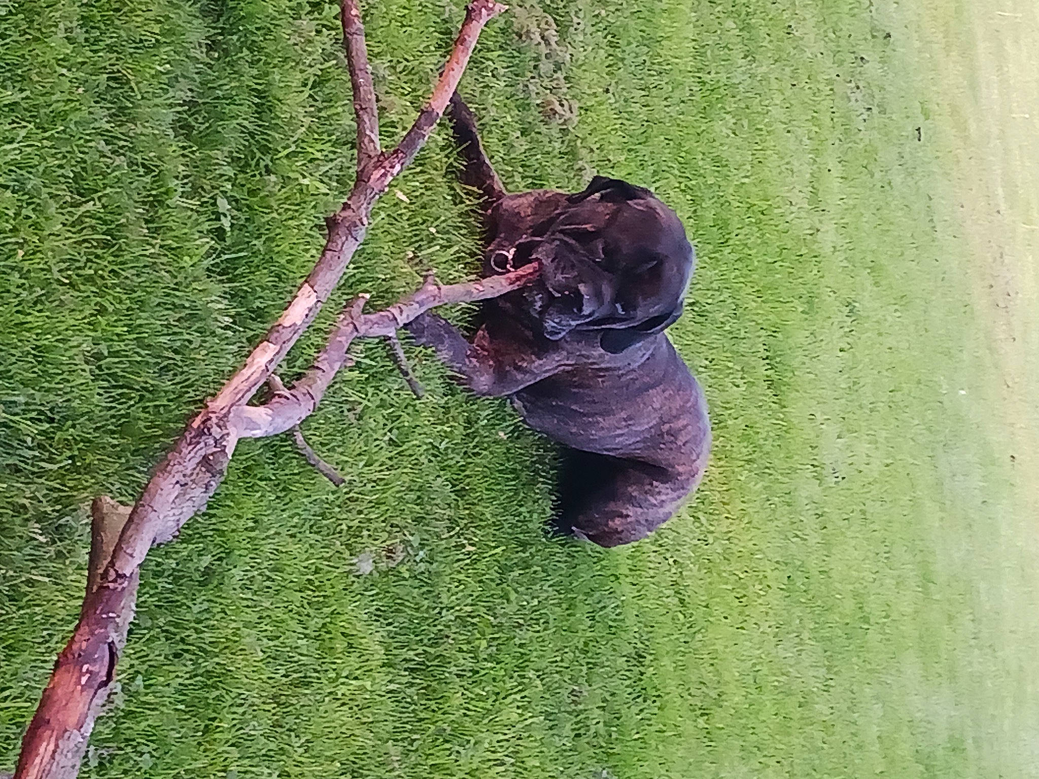 Jax joined the competition — help win amazing prizes! birch_family, botany, flowering_plant, grass, insect, leaf, macro_photography, parasite, pest, plant, plant_stem, terrestrial_animal, terrestrial_plant, tree, trunk, twig, wildlife, wood