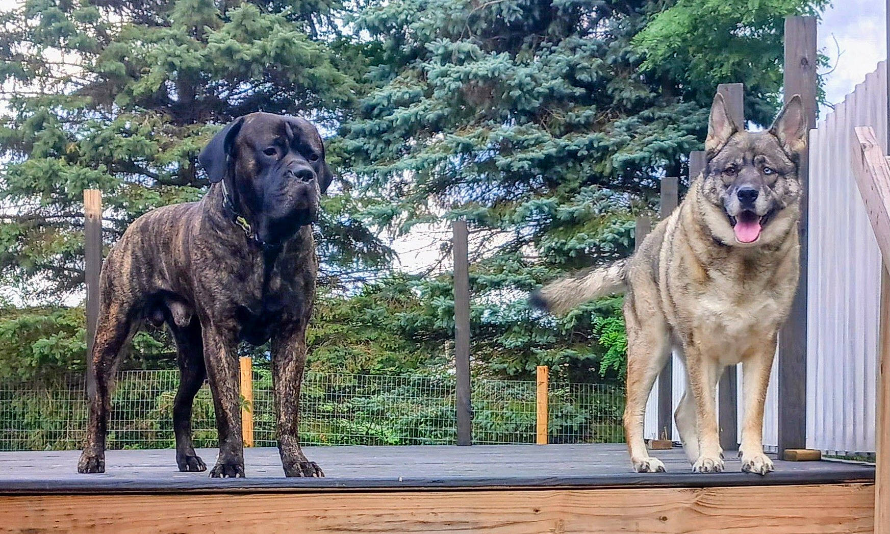 Maizey is registered to the contest to win money with this photo: art, canidae, carnivore, companion_dog, dog, dog_breed, fawn, german_shepherd_dog, giant_dog_breed, guard_dog, herding_dog, plant, snout, sporting_group, tail, tree, wildlife, wolf, wood, working_animal