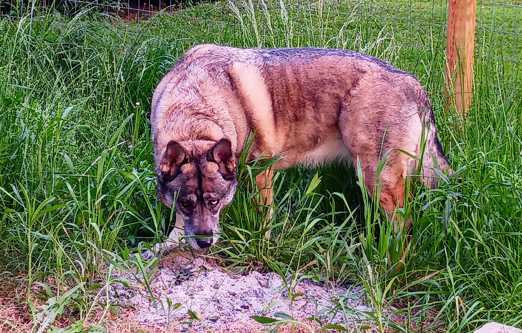 Maizey joined the competition — help win amazing prizes! canidae, carnivore, companion_dog, dog, dog_breed, fawn, grass, grassland, groundcover, hunting_dog, liver, ori_pei, plant, snout, sporting_group, tail, terrestrial_animal, treeing_tennessee_brindle, wildlife, working_animal