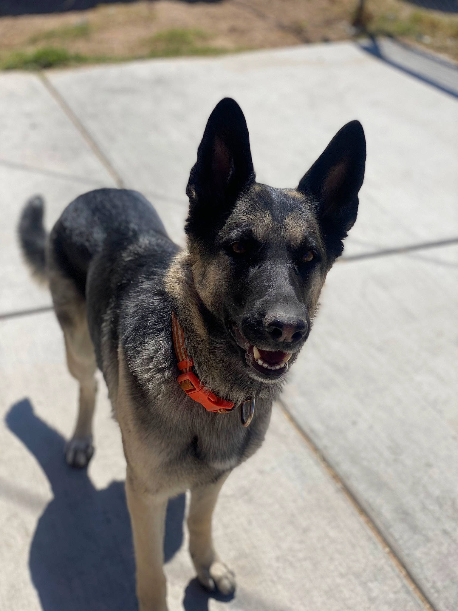 Zelda is registered to the contest to win money with this photo: ancient_dog_breeds, canidae, carnivore, collar, companion_dog, dog, dog_breed, dog_collar, dog_supply, foot, pet_supply, road_surface, snout, sporting_group, tail, vehicle, working_animal, working_dog