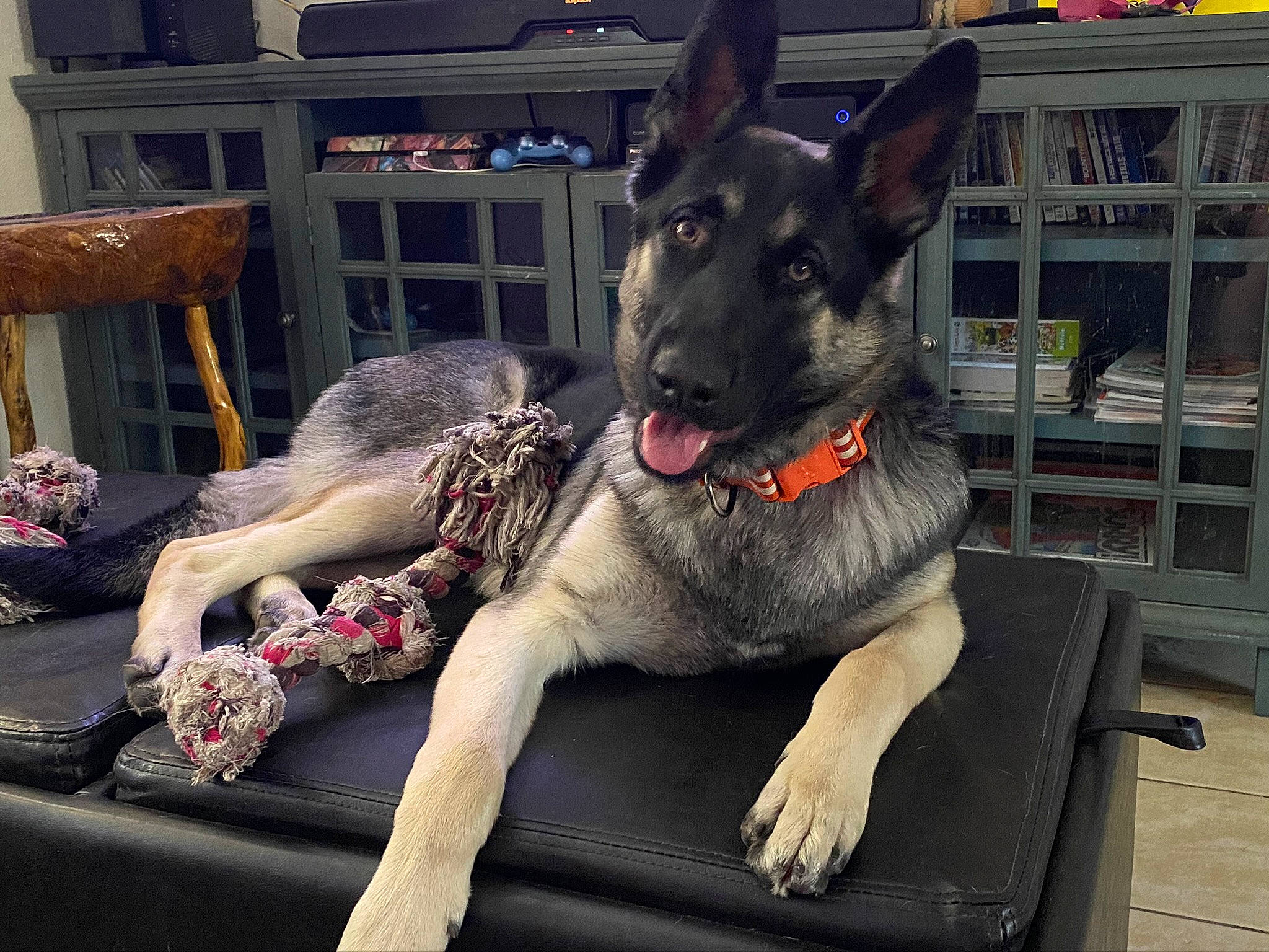 Zelda is registered to the contest to win money with this photo: canidae, carnivore, collar, companion_dog, dog, dog_breed, dog_collar, dog_supply, east_european_shepherd, fawn, fur, grey, guard_dog, head, herding_dog, snout, sporting_group, whiskers, working_animal, working_dog
