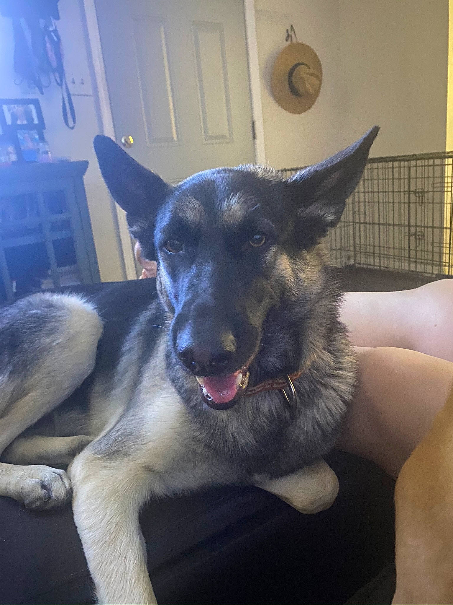 Zelda joined the competition — help win amazing prizes! canidae, carnivore, collar, companion_dog, dog, dog_breed, dog_collar, door, ear, east_european_shepherd, fang, fur, german_shepherd_dog, herding_dog, old_german_shepherd_dog, paw, snout, sporting_group, whiskers, working_animal