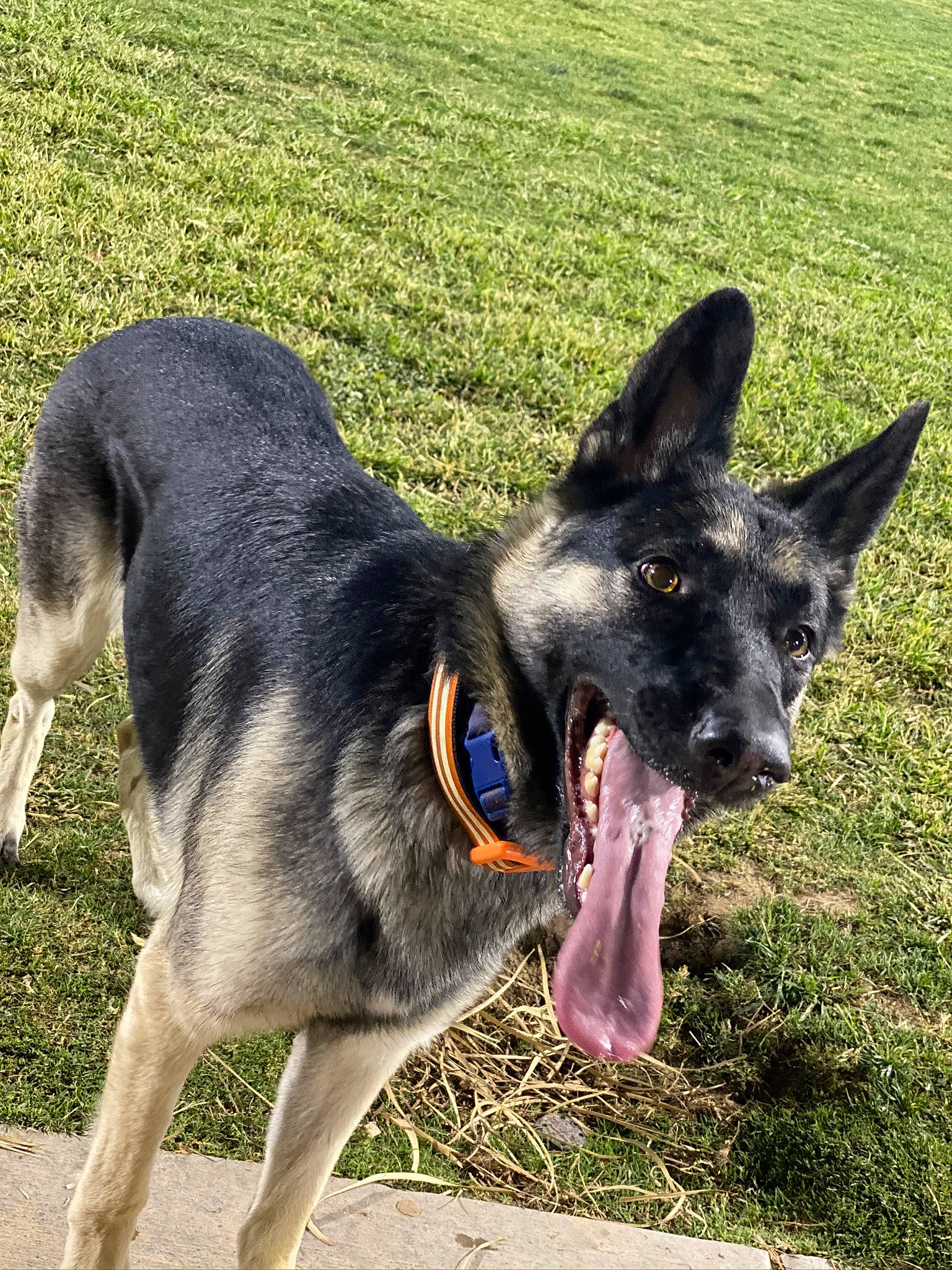Zelda is registered to the contest to win money with this photo: canidae, carnivore, collar, dog, dog_breed, east_european_shepherd, fur, german_shepherd_dog, grass, herding_dog, king_shepherd, pet_supply, plant, snout, sporting_group, tail, terrestrial_animal, working_animal, working_dog