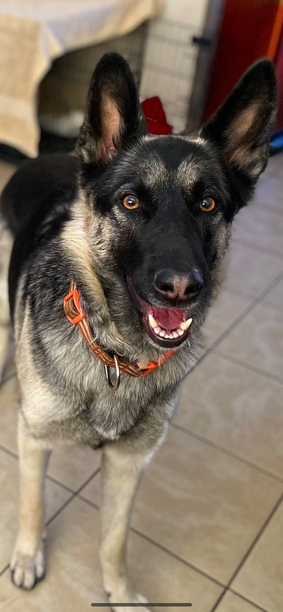 Zelda joined the competition — help win amazing prizes! canidae, carnivore, collar, companion_dog, dog, dog_breed, dog_collar, eye, foot, fur, herding_dog, jaw, leash, pet_supply, snout, sporting_group, tile_flooring, whiskers, working_animal, working_dog