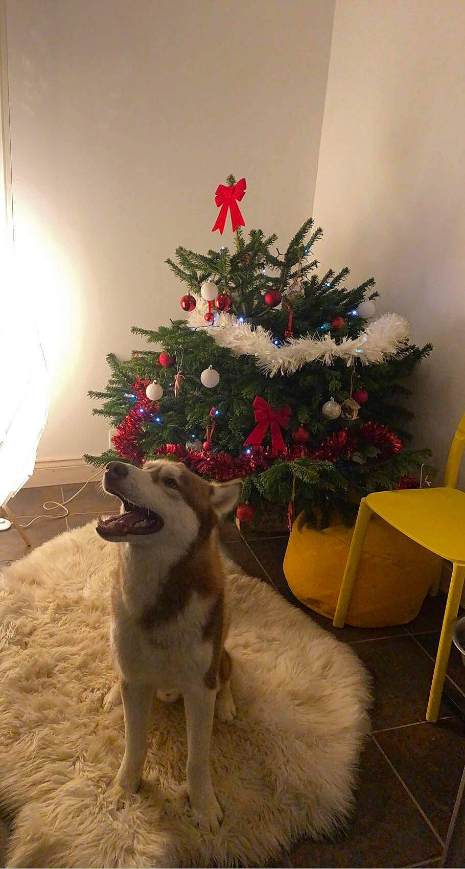 Rouky a rejoint le concours — aidez-le/la à gagner de superbes lots ! branch, carnivore, christmas_decoration, christmas_ornament, christmas_tree, companion_dog, dog, dog_breed, evergreen, fawn, felidae, holiday_ornament, interior_design, light, ornament, plant, small_to_medium_sized_cats, tree, whiskers, woody_plant