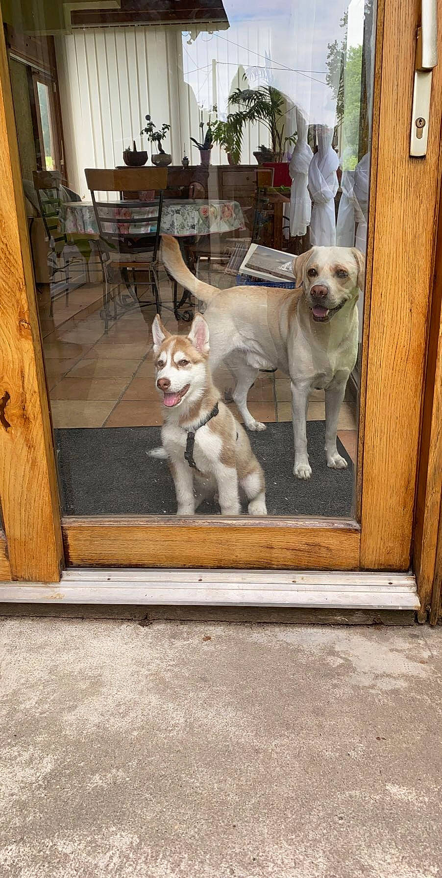 Rouky participe au concours pour gagner de l'argent avec cette photo : carnivore, chair, companion_dog, dog, dog_breed, door, fawn, floor, flooring, flowerpot, hardwood, house, houseplant, plant, porch, snout, sporting_group, tail, wood, working_animal