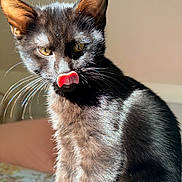 Goose joined the competition — help win amazing prizes! cat, black_cat, kitten, tongue_out, whiskers, sunlight, shadow, fur, ears, eyes, close_up, portrait, pet, indoor, sitting, domestic_animal, playful, rim_light, glossy, cozy