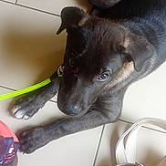 Bella participe au concours pour gagner de l'argent avec cette photo : bag, black, brown, close_up, collar, curious, dog, domestic, ears, floor, furniture, indoor, leash, looking_up, paw, pet, puppy, tile, white_bag, young_dog