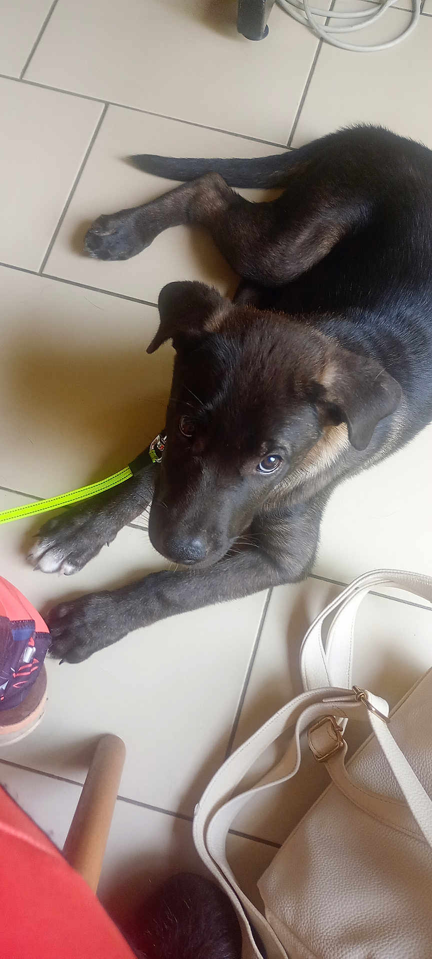 Bella