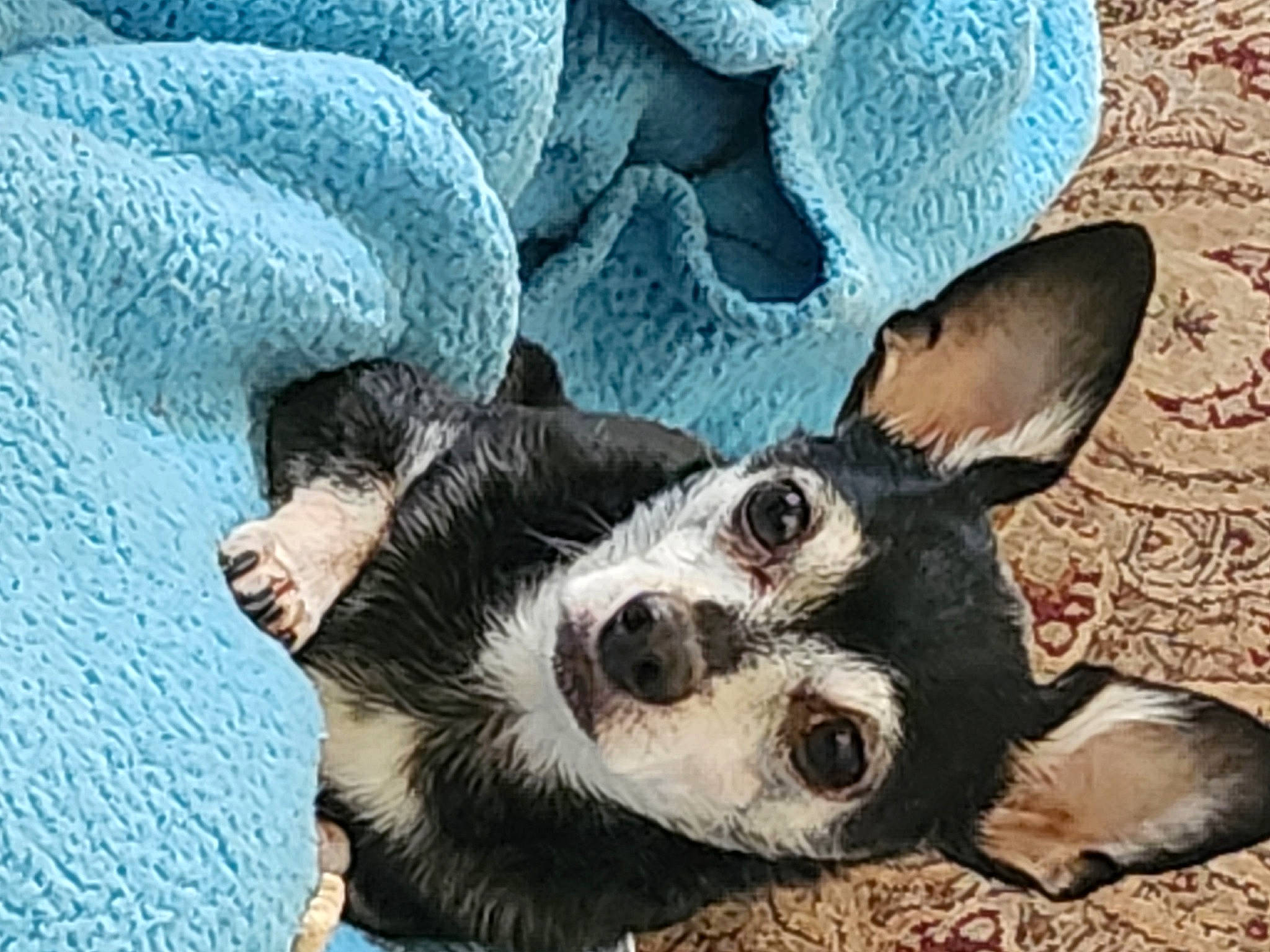 Little Rascal