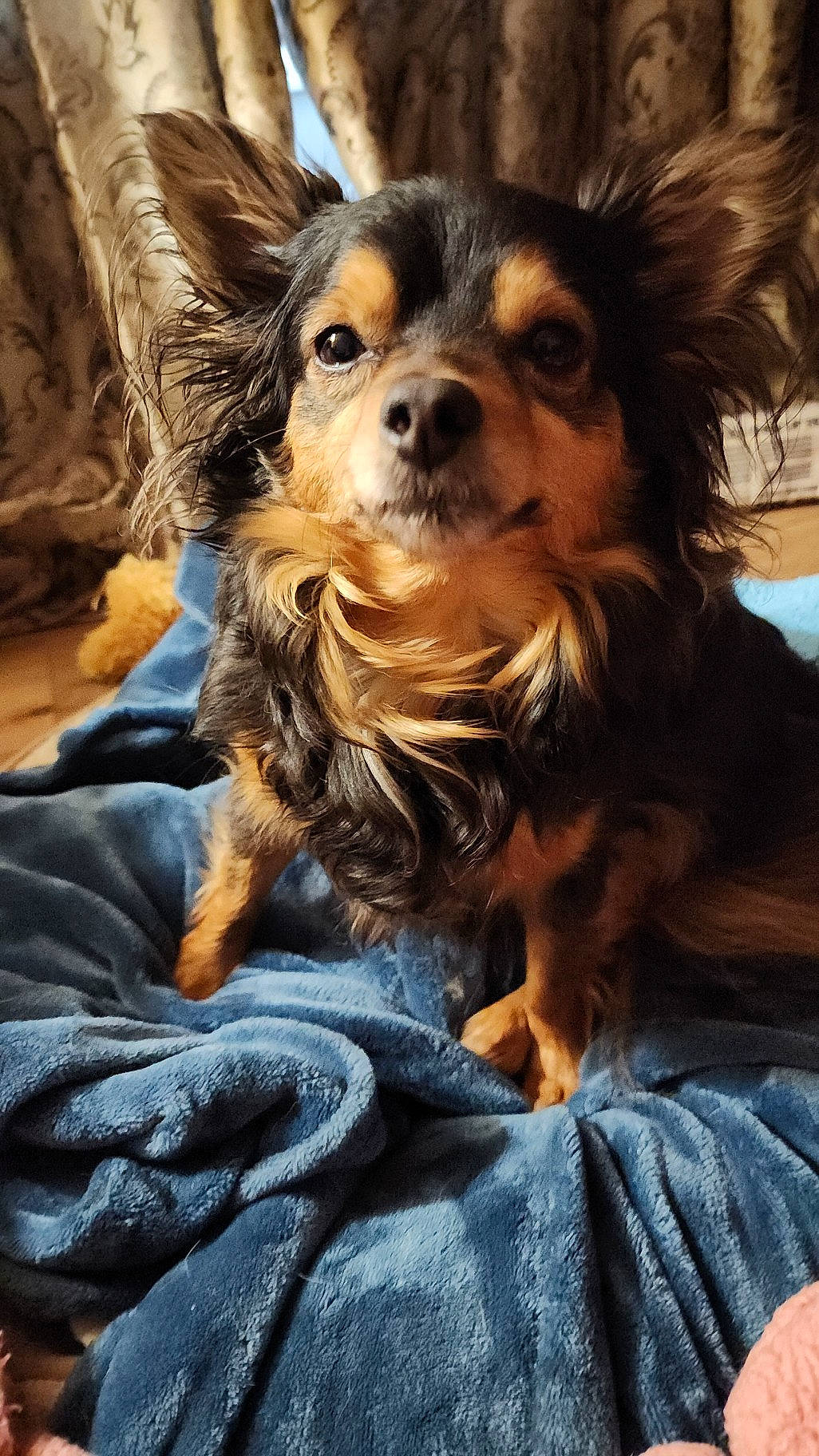 Teddy Bear