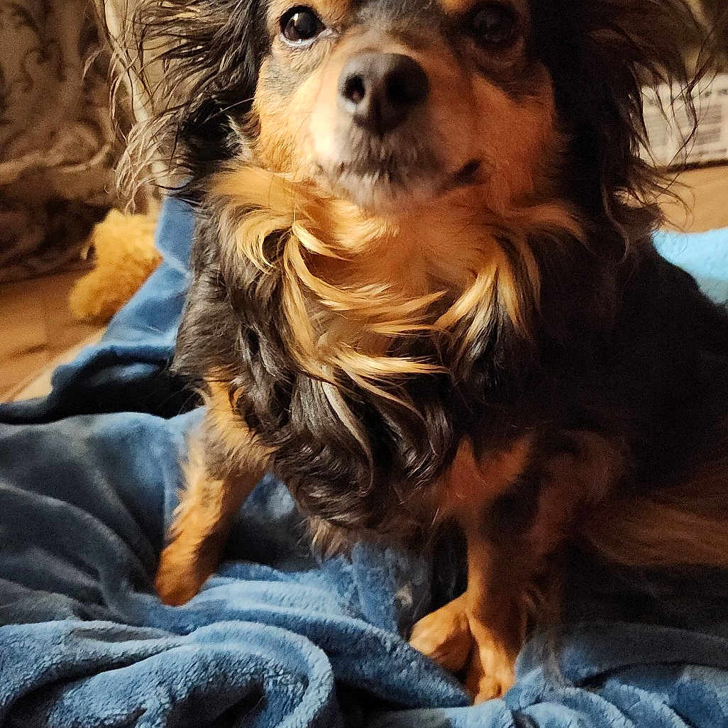 Teddy Bear