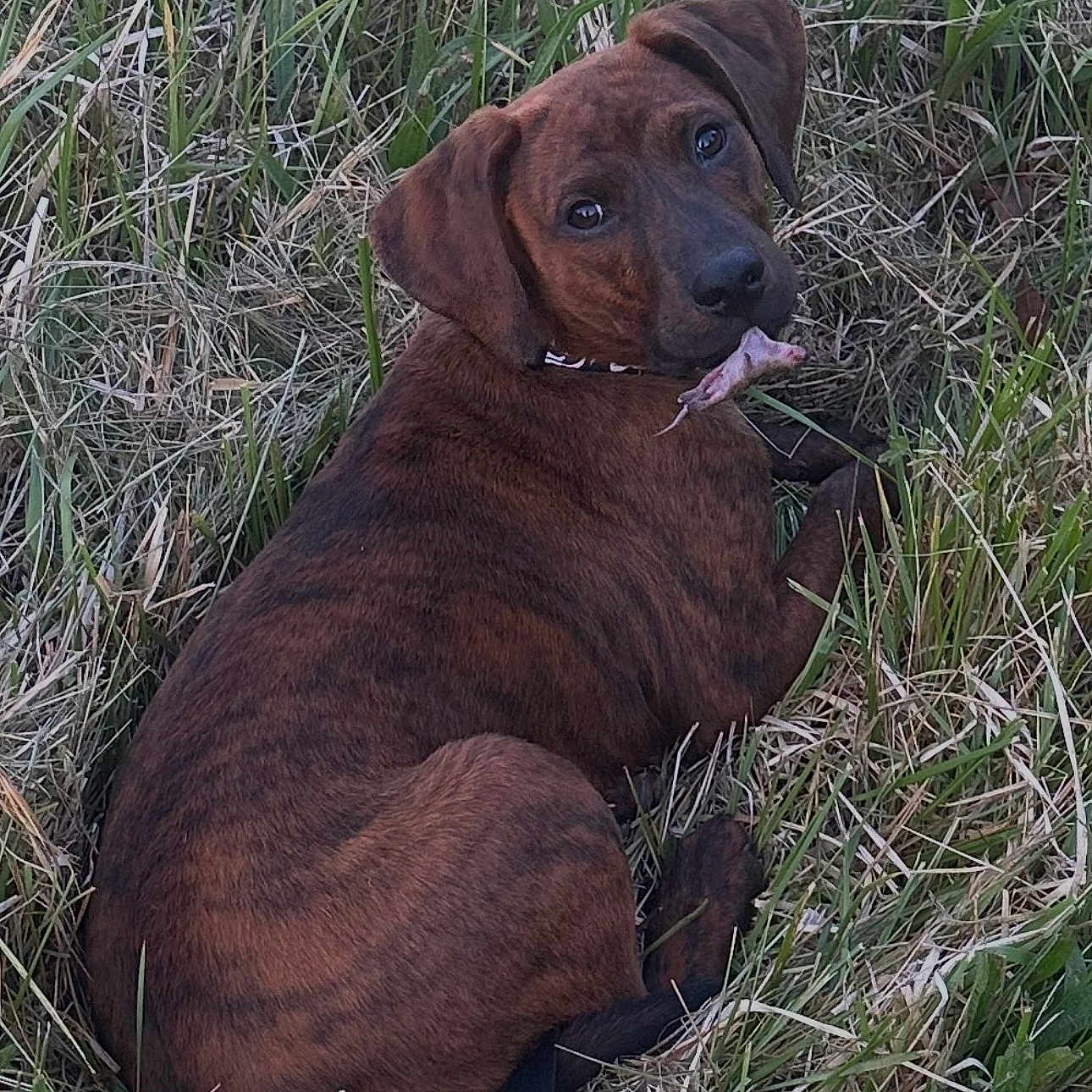 Zero joined the competition — help win amazing prizes! dog, brindle, grass, outdoor, animal, pet, canine, nature, snack, bone, lying_down, fur, ears, collar, looking_back, face, muzzle, tail, awake, daylight
