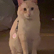 Jordan joined the competition — help win amazing prizes! cat, cream_colored, sitting, indoor, carpet, pet, collar, tag, feline, animal, curious, looking_at_camera, four_legs, whiskers, ears, tail, domestic_animal, furry, cute, companion