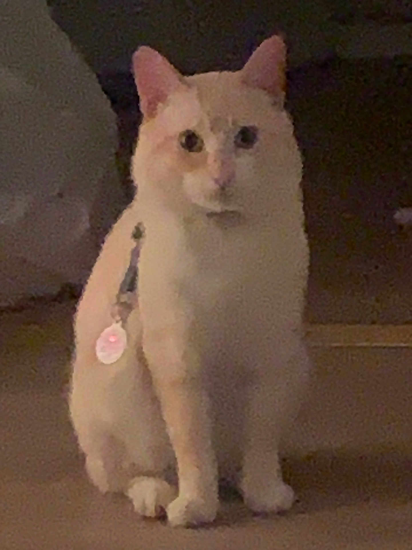 Jordan joined the competition — help win amazing prizes! cat, cream_colored, sitting, indoor, carpet, pet, collar, tag, feline, animal, curious, looking_at_camera, four_legs, whiskers, ears, tail, domestic_animal, furry, cute, companion